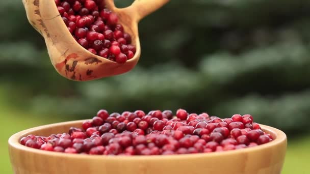 Őszi Háttér Vörös Bogyós Gyümölcsök Bogyók Kosárba — Stock videók