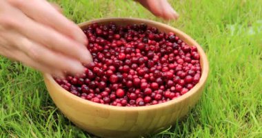 Kadın elleri olgun kırmızı lingonberries sıralama. Sonbaharda hasat.
