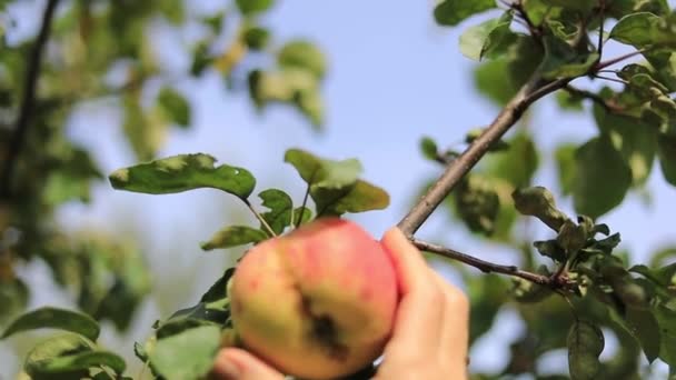 Mano Femenina Toma Fruta Madura Manzana Árbol Cosecha Otoño — Vídeos de Stock