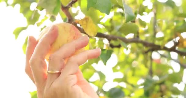 Female Hand Takes Ripe Apple Fruit Tree Autumn Harvest — Stock Video