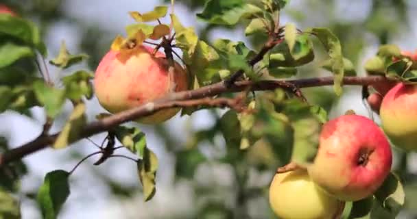 Female Hand Takes Ripe Apple Fruit Tree Autumn Harvest — Stock Video