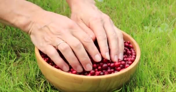 Frauenhände Sortieren Reife Rote Preiselbeeren Ernte Herbst — Stockvideo
