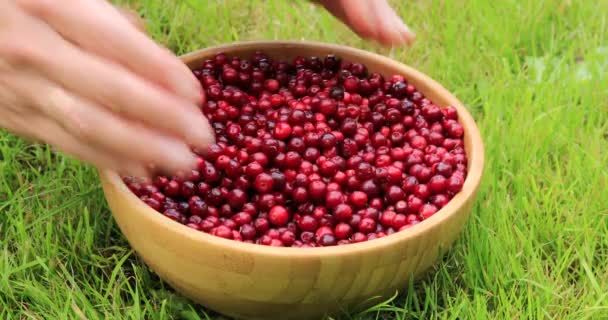 Kadın Elleri Olgun Kırmızı Lingonberries Sıralama Sonbaharda Hasat — Stok video