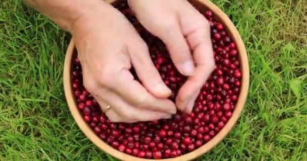 Kadın Elleri Olgun Kırmızı Lingonberries Sıralama Sonbaharda Hasat — Stok video