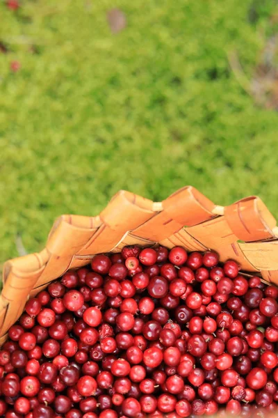 Höst Bakgrund Med Röda Bär Och Gräs Bär Korg — Stockfoto