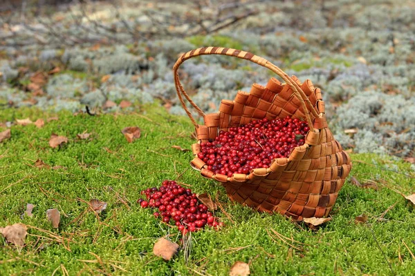 Basket Berries Leaned Its Side Berries Woke Grass Harvesting Lingonberries — Stock Photo, Image