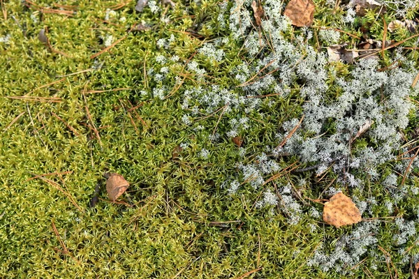 Natürliche Wald Herbst Hintergrund Mit Moos Blätter Und Nadeln — Stockfoto