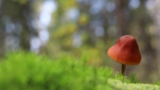 Ein Pilz Steht Grünen Moos Wald Herbstlaub Fällt Boden — Stockvideo