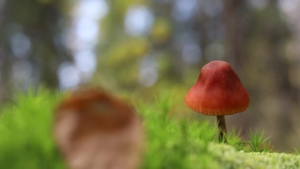 Ein Pilz Steht Grünen Moos Wald Herbstlaub Fällt Boden — Stockvideo