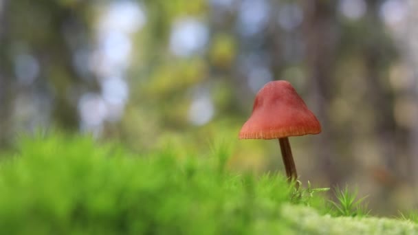 一只蘑菇矗立在森林里的青苔里 秋叶落到地上 — 图库视频影像