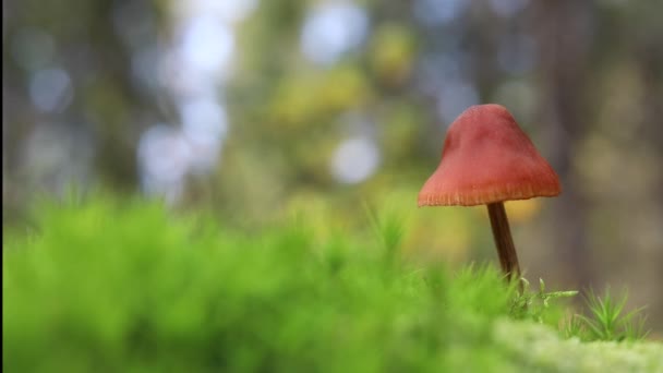 Cogumelo Está Musgo Verde Floresta Folhas Outono Caem Chão — Vídeo de Stock
