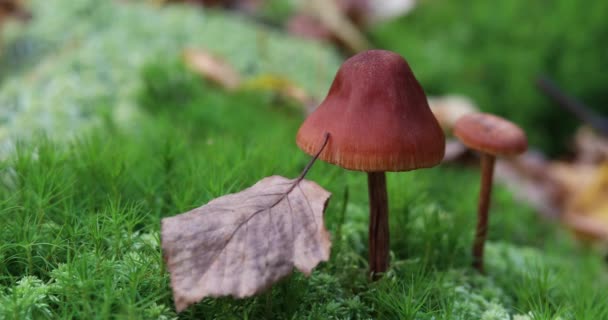 Fungo Trova Nel Verde Muschio Nel Bosco Foglie Autunnali Cadono — Video Stock