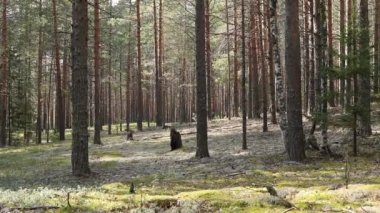 Sonbahar ormanında yeşil bir arka plan üzerinde yosun mantar