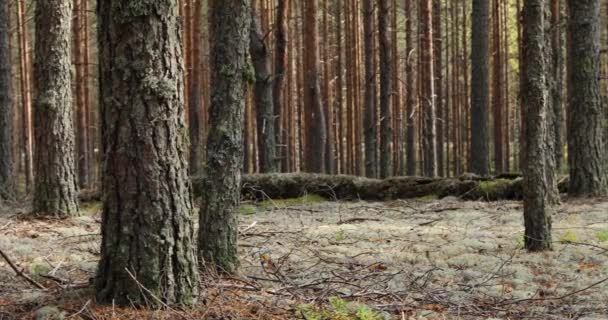Houby Mechu Zeleném Pozadí Podzimním Lese — Stock video