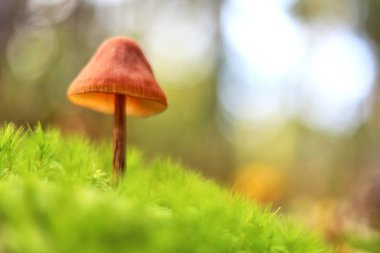 Sonbahar ormanında yeşil bir arka plan üzerinde yosun mantar