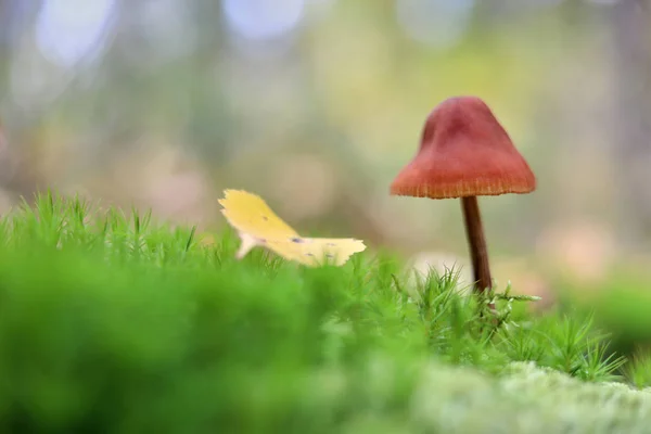 Champignon Dans Mousse Sur Fond Vert Dans Forêt Automne — Photo