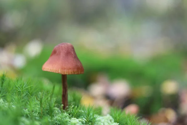 Grzyb Mchu Zielonym Tle Jesiennym Lesie — Zdjęcie stockowe