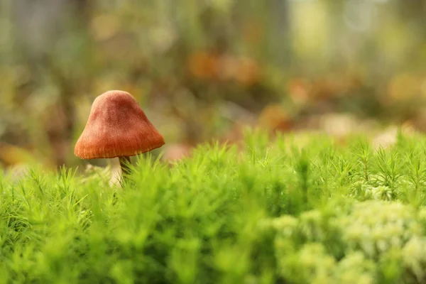 Grzyb Mchu Zielonym Tle Jesiennym Lesie — Zdjęcie stockowe