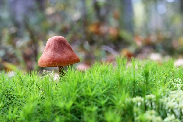 Mushroom Moss Green Background Autumn Forest — Stock Photo, Image