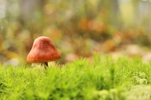 Mushroom Moss Green Background Autumn Forest — Stock Photo, Image