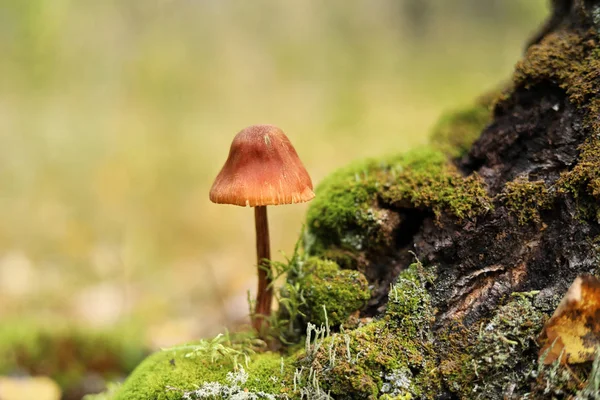 Grzyb Mchu Zielonym Tle Jesiennym Lesie — Zdjęcie stockowe