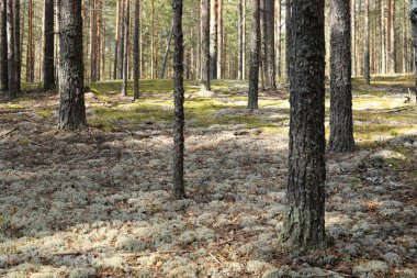 Sonbaharda çam ormanı. Güneş ışınları ağaçları ve yosunları aydınlatır