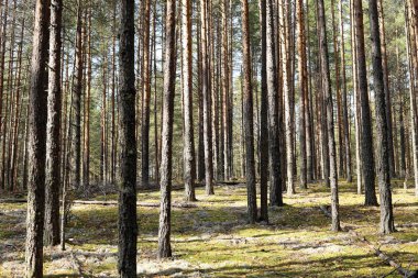 Sonbaharda çam ormanı. Güneş ışınları ağaçları ve yosunları aydınlatır