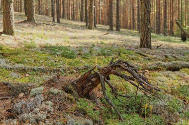 Sonbaharda çam ormanı. Güneş ışınları ağaçları ve yosunları aydınlatır
