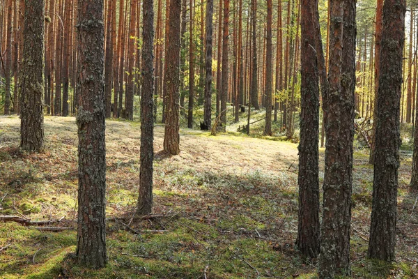 Fenyőerdő Ősszel Napsugarak Megvilágítja Fák Moha — Stock Fotó