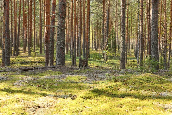 Floresta Pinheiro Outono Raios Sol Iluminam Árvores Musgo — Fotografia de Stock