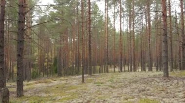 Çam ve renkli ağaçlardan oluşan bir ormanın drone'undan havadan araştırma. Bir quadcopter gelen sonbahar ormanıüst görünümü
