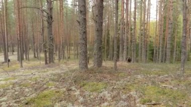 Çam ve renkli ağaçlardan oluşan bir ormanın drone'undan havadan araştırma. Bir quadcopter gelen sonbahar ormanıüst görünümü