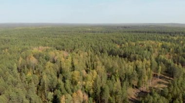 Çam ve renkli ağaçlardan oluşan bir ormanın drone'undan havadan araştırma. Bir quadcopter gelen sonbahar ormanıüst görünümü