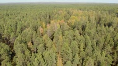 Çam ve renkli ağaçlardan oluşan bir ormanın drone'undan havadan araştırma. Bir quadcopter gelen sonbahar ormanıüst görünümü