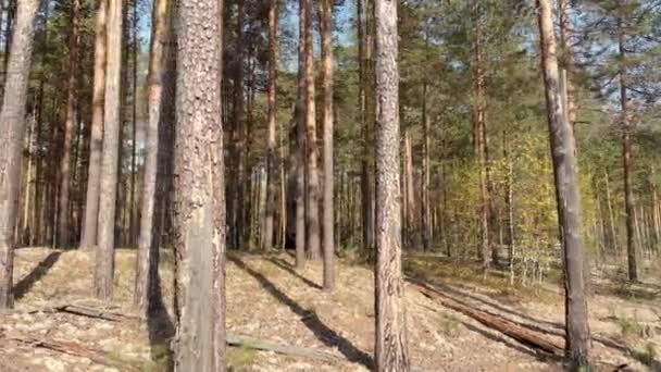 Rilevamento Aereo Drone Una Foresta Pini Alberi Colorati Vista Dall — Video Stock