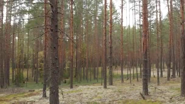 Inquérito Aéreo Zangão Uma Floresta Pinheiros Árvores Coloridas Vista Superior — Vídeo de Stock