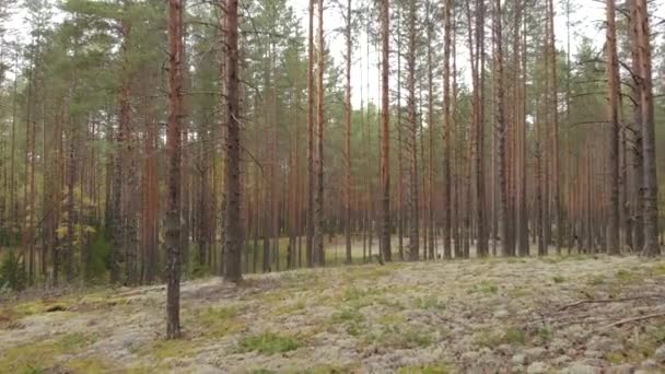 Εναέρια Έρευνα Από Ένα Τηλεκατευθυνόμενο Δάσος Από Πεύκα Και Πολύχρωμα — Αρχείο Βίντεο