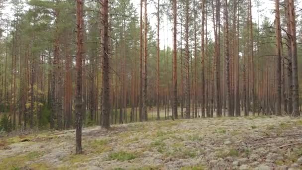 Lucht Onderzoek Van Een Drone Van Een Bos Van Dennen — Stockvideo