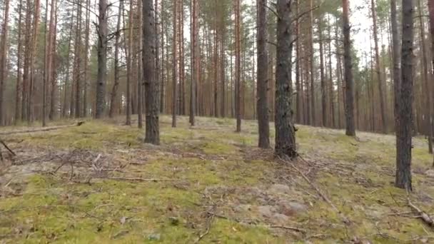 Letecký Průzkum Jednoho Lesa Borovic Barevných Stromů Pohled Podzimní Les — Stock video