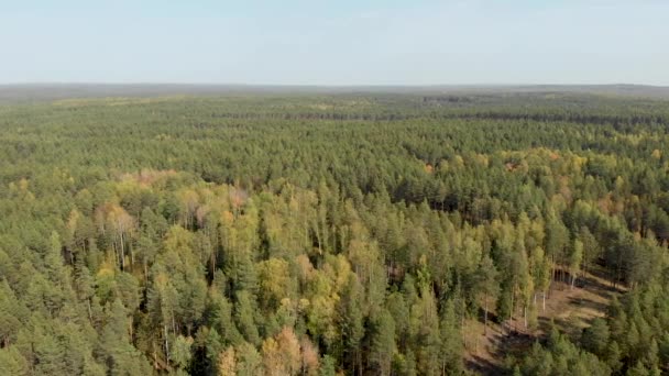从一个无人机的松树和五颜六色的树木的无人机的空中调查 从四轴飞行器的秋天森林的顶视图 — 图库视频影像