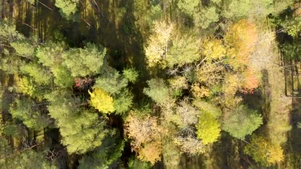 松とカラフルな木の森のドローンからの空中調査 クワッドコプターからの秋の森のトップビュー — ストック動画