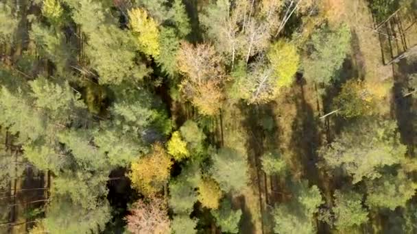 Lotnicze Badanie Dronem Lasu Sosnowego Kolorowych Drzew Widok Góry Jesienny — Wideo stockowe