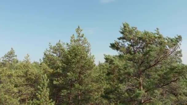Lotnicze Badanie Dronem Lasu Sosnowego Kolorowych Drzew Widok Góry Jesienny — Wideo stockowe