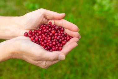 Yeşil çimenli arka planda böğürtlen olan dişi avuçlar