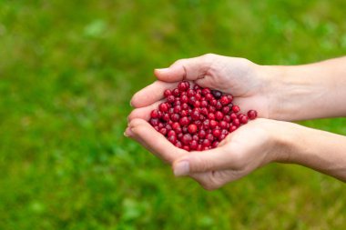 Yeşil çimenli arka planda böğürtlen olan dişi avuçlar
