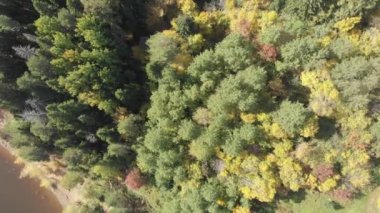 Nehirli bir sonbahar ormanı. Yukarıdan bak. Renkli, kırmızı, sarı, yeşil ağaçların ve nehrin dik kıyılarının dörtlü hava fotoğrafçılığı