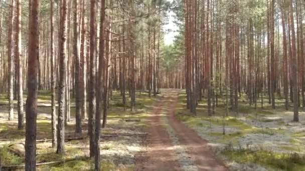 Blick Von Oben Auf Die Straße Einem Kiefernwald Quadrocopter Luftaufnahmen — Stockvideo