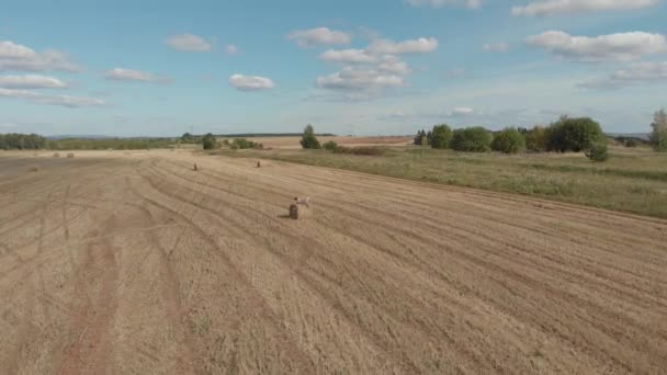 Mujer Joven Vestido Los Campos Trigo Cosechado — Vídeo de stock