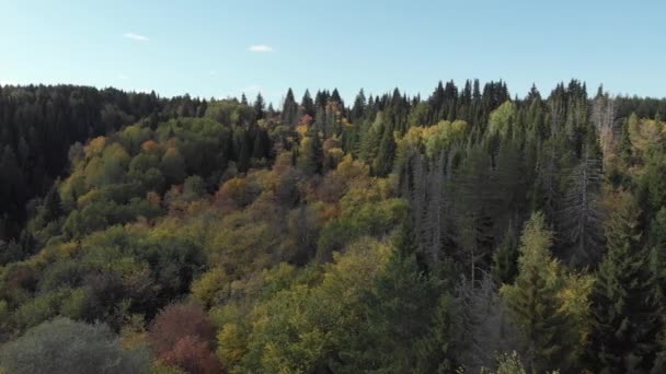 Осенний Лес Рекой Вид Сверху Аэрофотосъемка Вертолетом Цветных Красных Желтых — стоковое видео