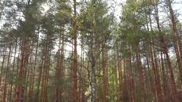 Herbstwald Mit Einem Fluss Blick Von Oben Quadrocopter Luftaufnahmen Von — Stockvideo